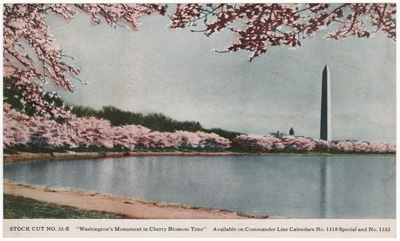 Washingtons Monument in Cherry Blossom Time